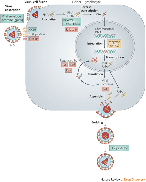 lifecycle HIV.jpg