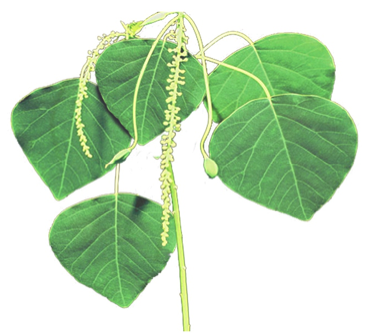 Mamala plant