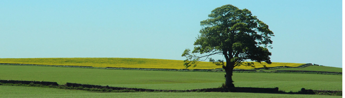 Oak tree